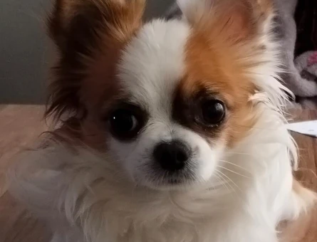 Chihuahua Kuki Eş Arıyor - 118966236