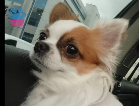 Chihuahua Kuki Eş Arıyor