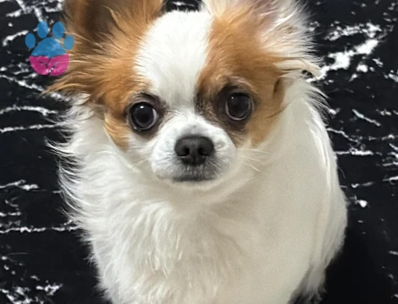 Chihuahua Kuki Eş Arıyor