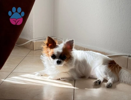 Chihuahua Kuki Eş Arıyor