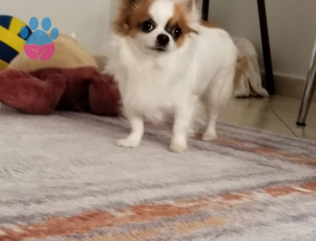 Chihuahua Kuki Eş Arıyor