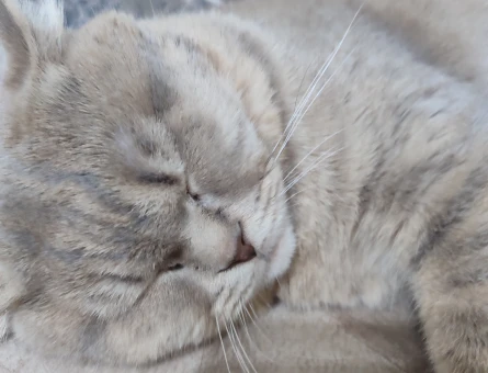 Scottish Fold Oğluma Eş Arıyorum - 118966277