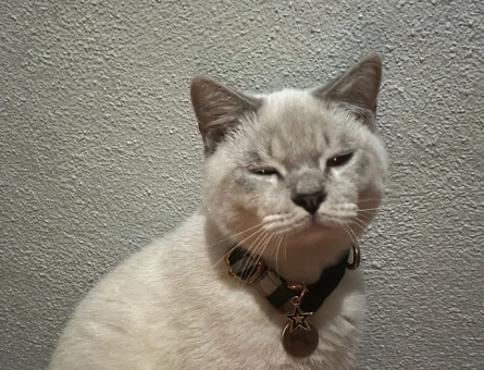 British Shorthair 1 Yaşında Kızgınlıkta - 118966279