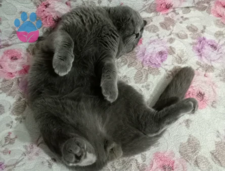 Scottish Fold 1 Yaşında Eş Arıyor