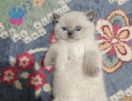 British shorthair Bluepoint Erkenden Arkadaş Arıyorum
