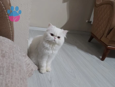 1 Yaşında Kedime Eş Arıyorum