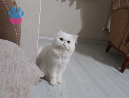 1 Yaşında Kedime Eş Arıyorum