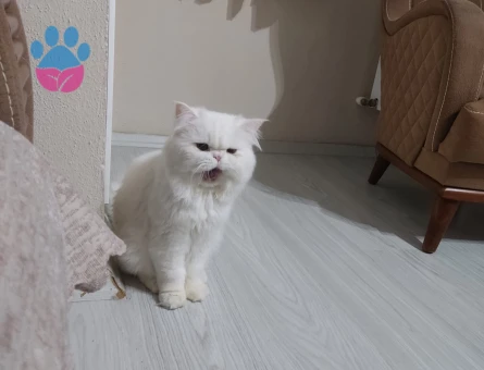 1 Yaşında Kedime Eş Arıyorum