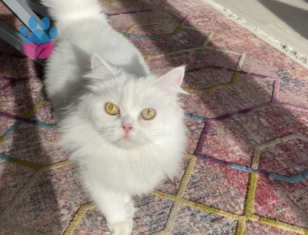 British longhair kızımı kısırlaştırmadan önce çiftleştirmek istiyorum