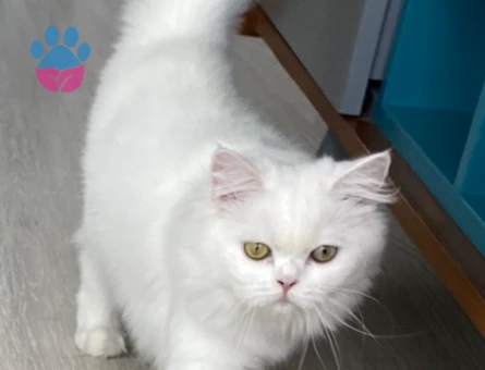 British longhair kızımı kısırlaştırmadan önce çiftleştirmek istiyorum