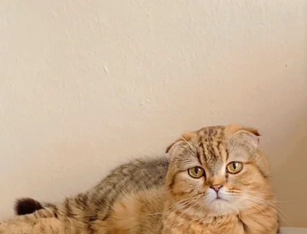Shocttish fold kedi - 118976352