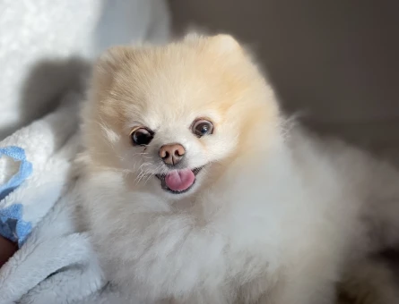 Minik Yakışıklıma Aynı Cins Dişi Teacup Pomeranian Eş Arıyoruz - 118976358
