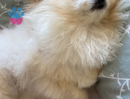Minik Yakışıklıma Aynı Cins Dişi Teacup Pomeranian Eş Arıyoruz