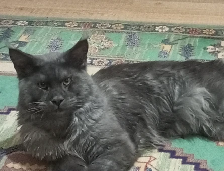 Secereli maine coon oğluma eş arıyorum - 118976363