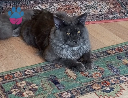 Secereli maine coon oğluma eş arıyorum