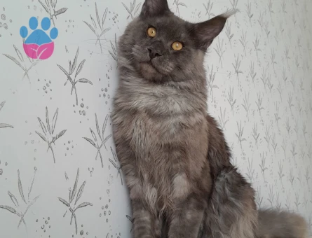 Secereli maine coon oğluma eş arıyorum