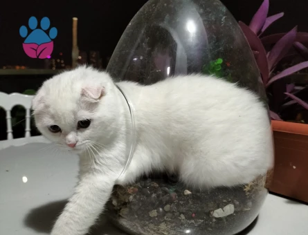 Kedime Eş arıyorum