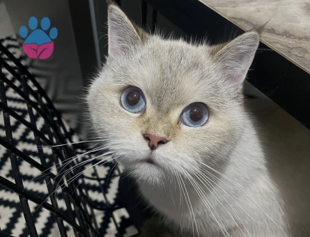 Güzel kızımız Elena’ya eş arıyoruz