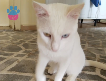 Van Kedisi 1 Yaşında Eş Arıyor