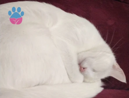 Van Kedisi 1 Yaşında Eş Arıyor