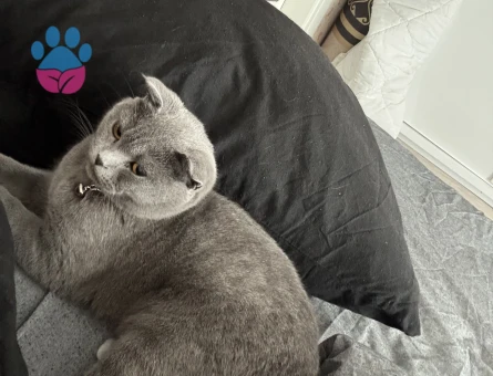 2 yaşında kedime eş arıyorum