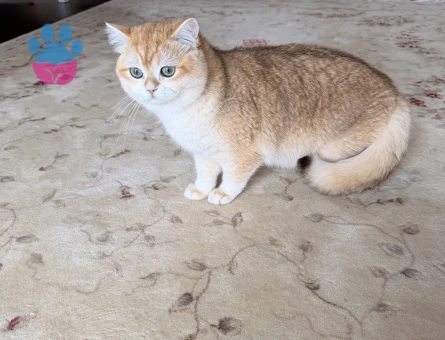 Oğlumuz British golden shorthair  ny12 Eş Arıyor