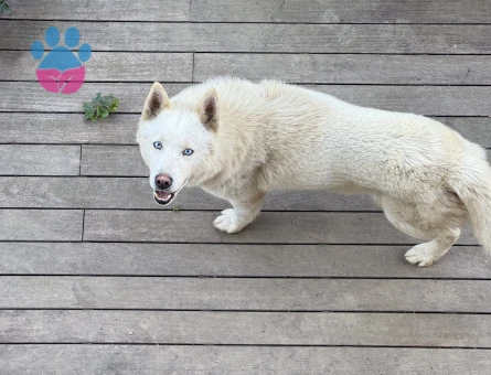 Husky 6 Yaşında Eş Arıyorum