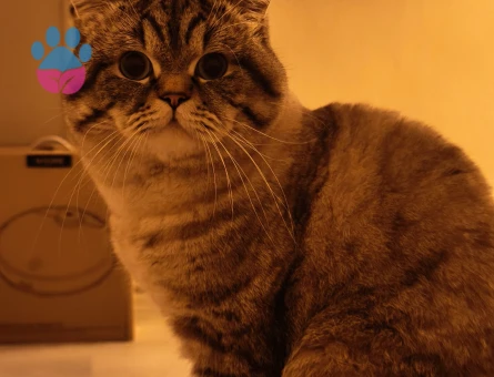 British Shorthair Dük'ümüze Düşes arıyoruz.