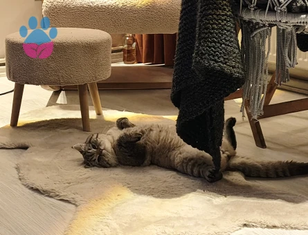 British Shorthair Dük'ümüze Düşes arıyoruz.