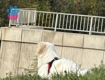 3 yaşında daha önceden hiç çifleşmedi