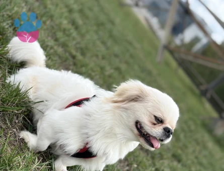 3 yaşında daha önceden hiç çifleşmedi