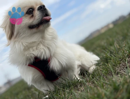 3 yaşında daha önceden hiç çifleşmedi