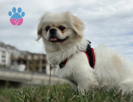 3 yaşında daha önceden hiç çifleşmedi