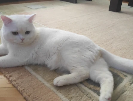 British Shorthair Oğluma Gelin Adayı Arıyorum - 118968623