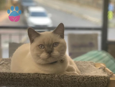 Blue point erkeğimize Dişi arıyoruz