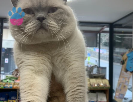 Blue point erkeğimize Dişi arıyoruz