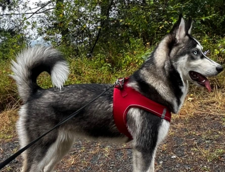 Husky kızımıza eş arıyoruz - 118968665