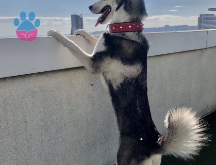 Husky kızımıza eş arıyoruz