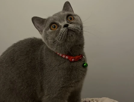 British Shorthair 1 Yaşında Eş Arıyor - 118968666