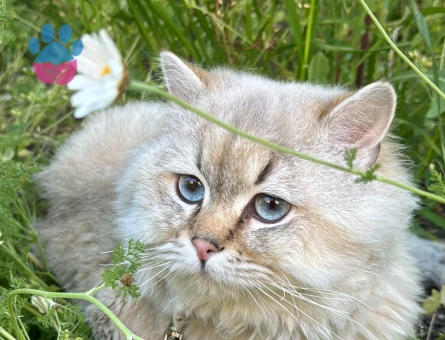 British Longhair 1 Yaşında Eş Arıyor