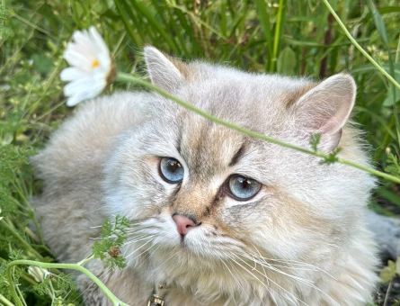 British Longhair 1 Yaşında Eş Arıyor - 118968669