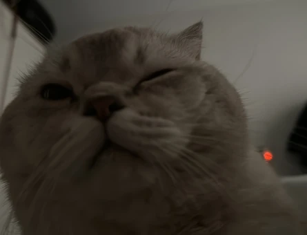 Scottish Fold 3 Yaşında Oğluma Eş Arıyorum - 118968673