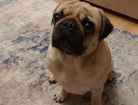 Pug Köpeğime Eş Arıyorum - 118968677