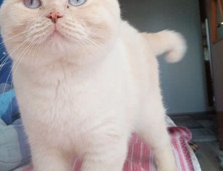 British Shorthair Kedime Eş Arıyorum - 118968682