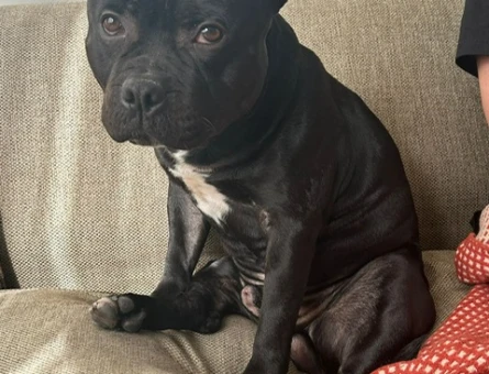 Erkek British Staffordshire Terrier kopegimize es ariyoruz - 118977109