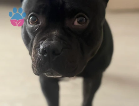 Erkek British Staffordshire Terrier kopegimize es ariyoruz