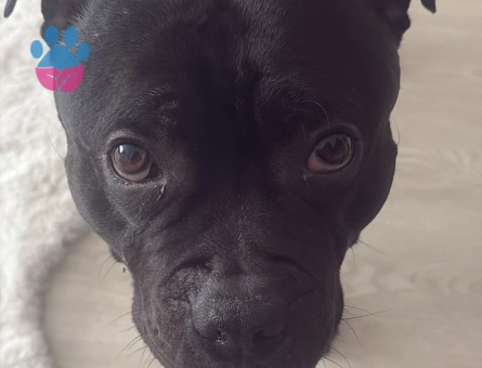 Erkek British Staffordshire Terrier kopegimize es ariyoruz