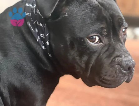 Erkek British Staffordshire Terrier kopegimize es ariyoruz