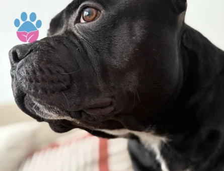 Erkek British Staffordshire Terrier kopegimize es ariyoruz