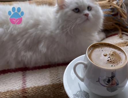 Prenses Elizabeth’e Aşk Aranıyor💞 Güzel Prensesim Centilmen Eşini Seçmek Üzere Sarayından Sesleniyor